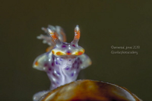 Ceratosoma sp. (very tiny)
Image captured with Nauticam ... by Wayne Jones 